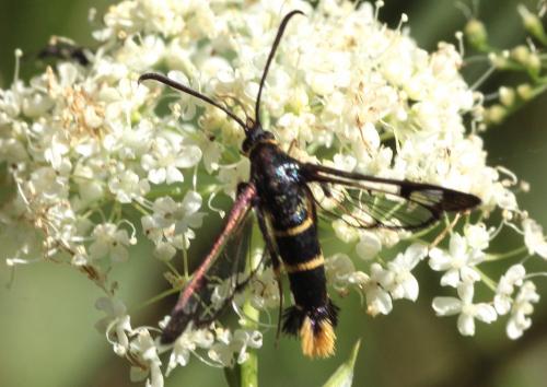 Synanthedon sp.